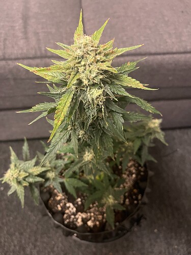Growreport Bild 2