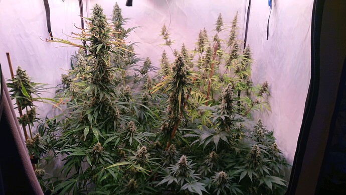 Growreport Bild 1