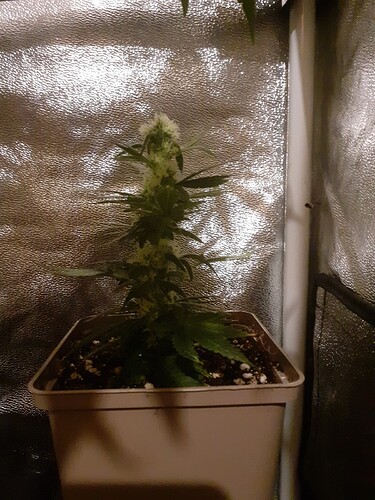 Growreport Bild 164