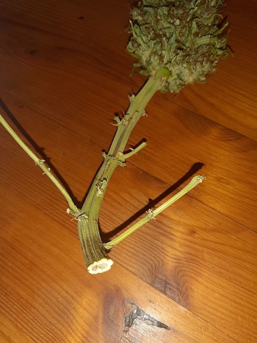 Growreport Bild 10