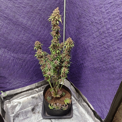 Growreport Bild 50