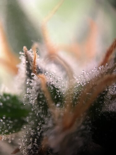 Growreport Bild 9