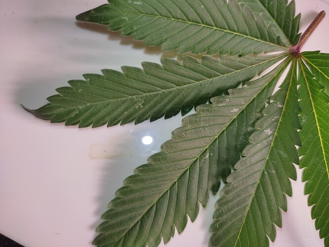 Growreport Bild 1