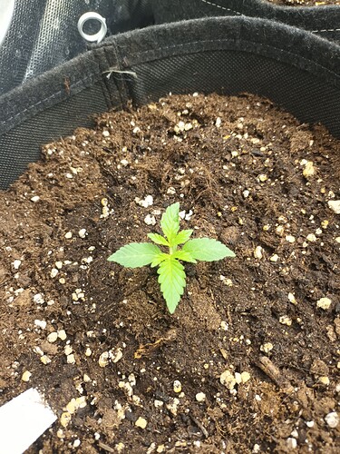 Growreport Bild 29
