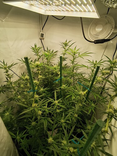 Growreport Bild 2