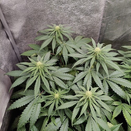 Growreport Bild 4