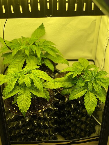 Growreport Bild 29