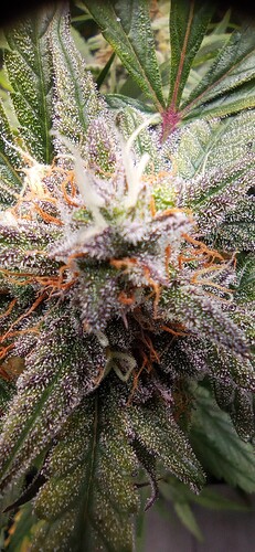 IMG_20231008_212445_1