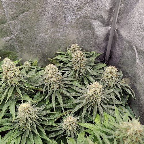 Growreport Bild 5