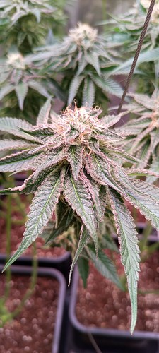 Growreport Bild 9