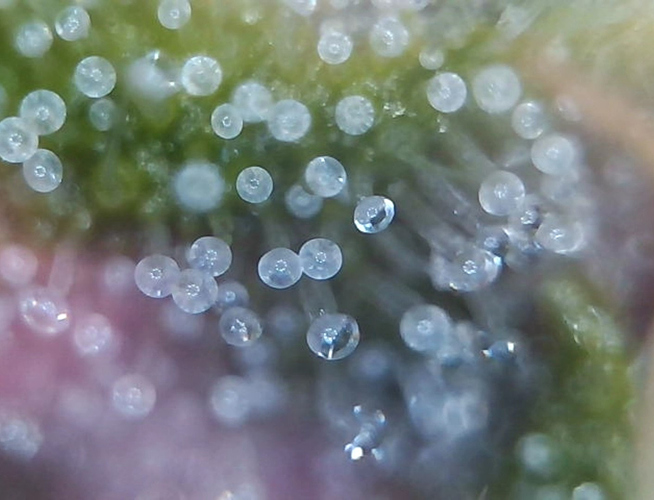 Growreport Bild 4