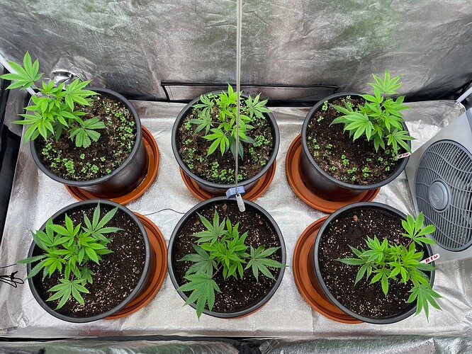 Growreport Bild 7