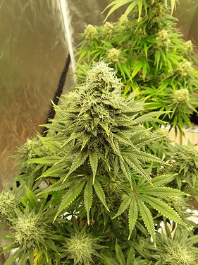 Growreport Bild 2