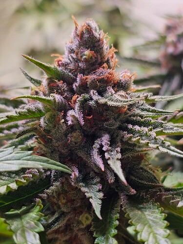 Growreport Bild 23