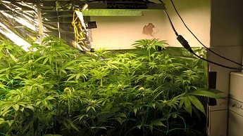 Growreport Bild 6