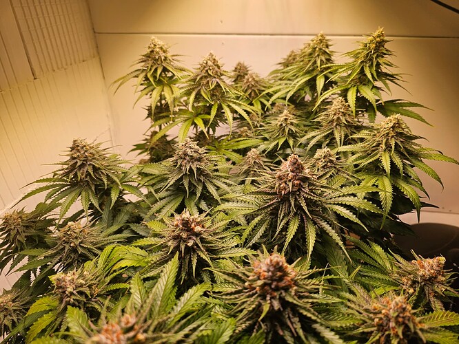 Growreport Bild 9