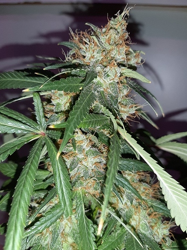 Growreport Bild 6