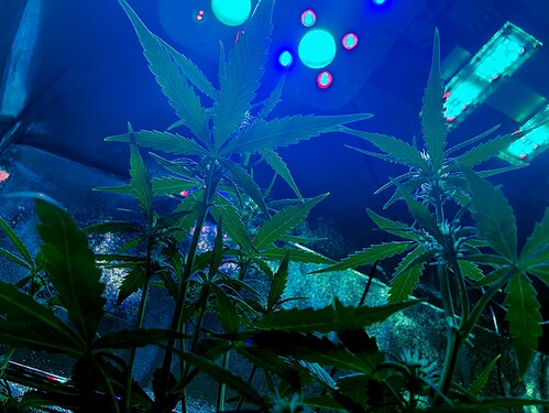 Growreport Bild 4