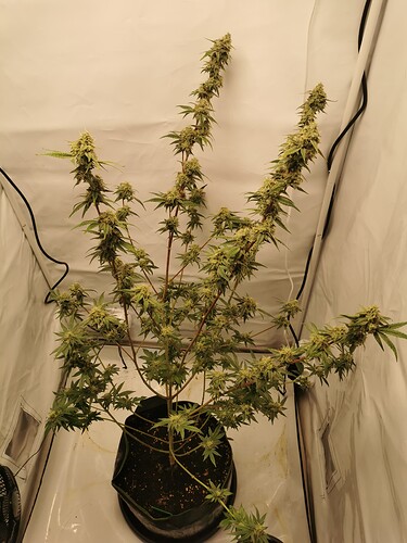 Growreport Bild 3