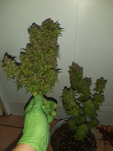 Growreport Bild 7