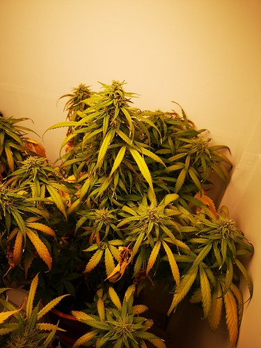 Growreport Bild 5