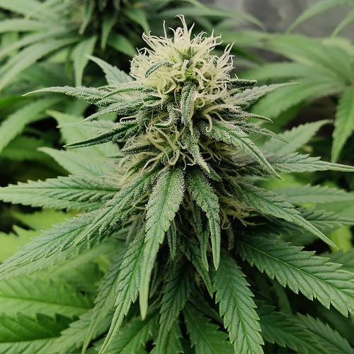 Growreport Bild 8