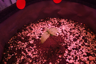 Ein einzelner junger Cannabis-Keimling in einem Stofftopf, beleuchtet von einer roten Grow-Lampe.