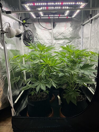 Growreport Bild 2