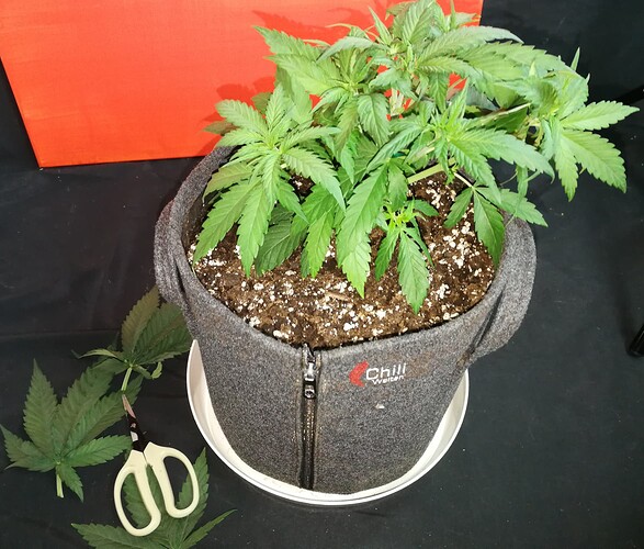 Growreport Bild 25