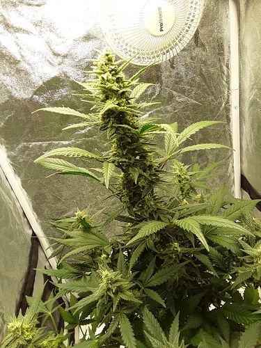 Growreport Bild 5