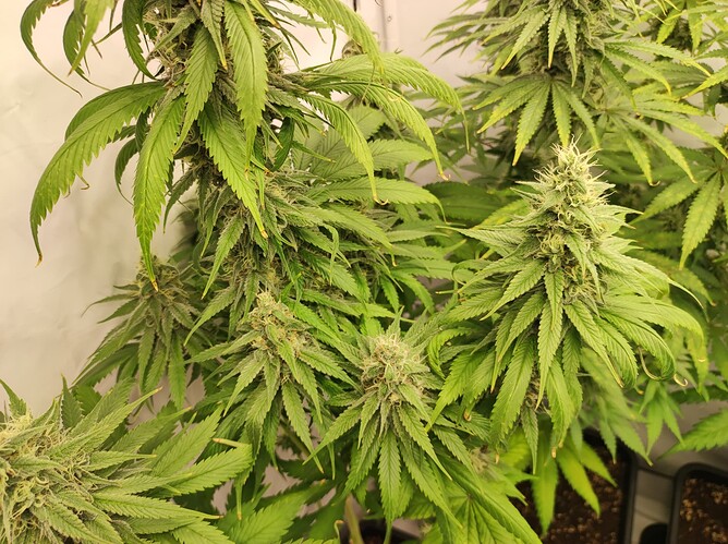 Growreport Bild 2