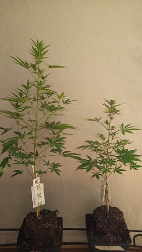 Growreport Bild 38