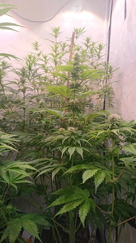 Growreport Bild 5