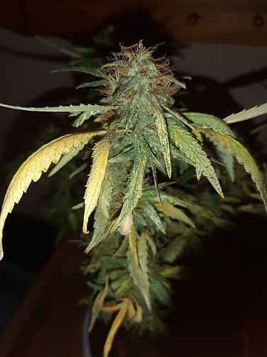 Growreport Bild 20