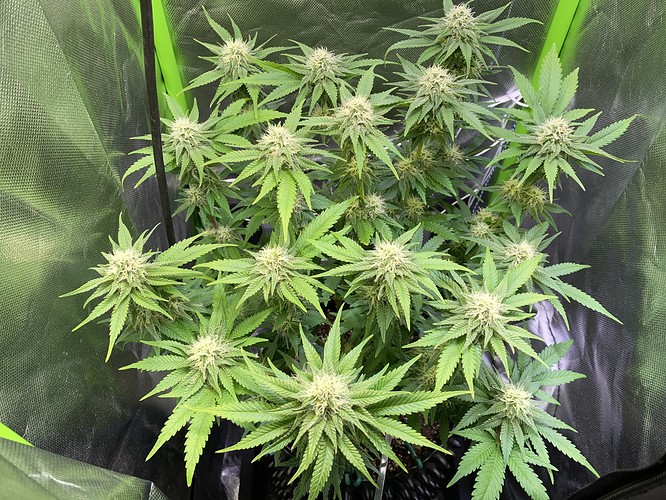 Growreport Bild 1