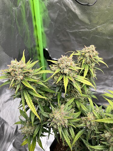 Growreport Bild 35