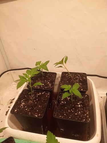 Growreport Bild 18