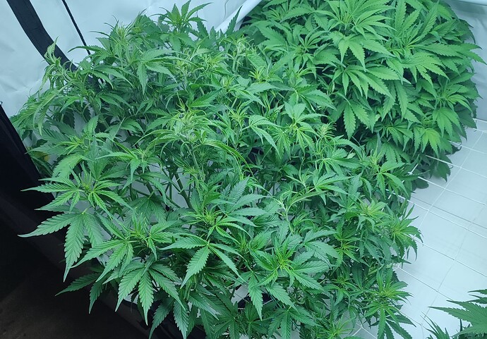Growreport Bild 24
