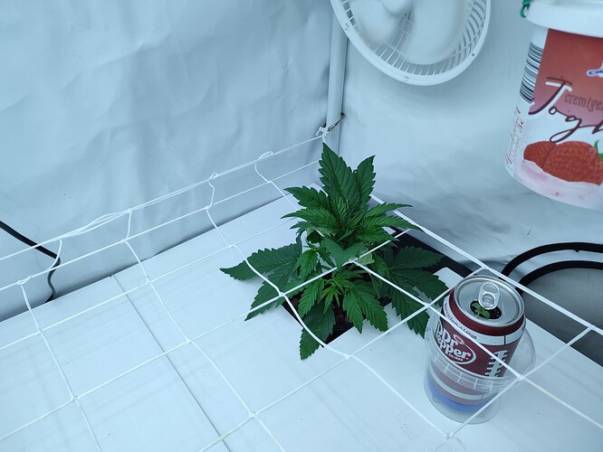 Growreport Bild 28
