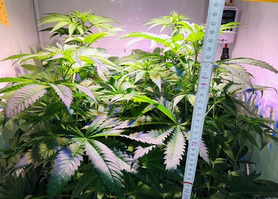 Growreport Bild 1