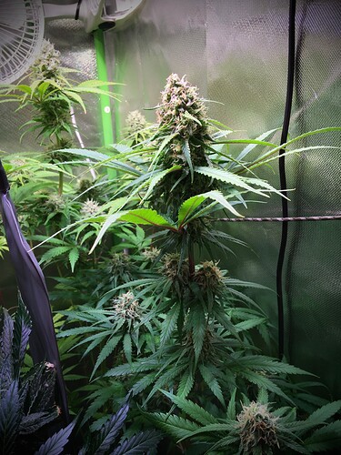 Growreport Bild 8