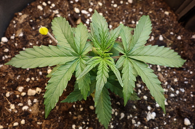 Eine junge Cannabispflanze mit mehreren Blättern in einem Topf mit Erde.