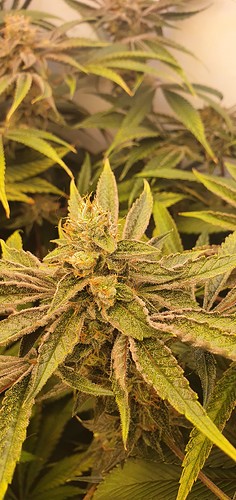 Growreport Bild 2