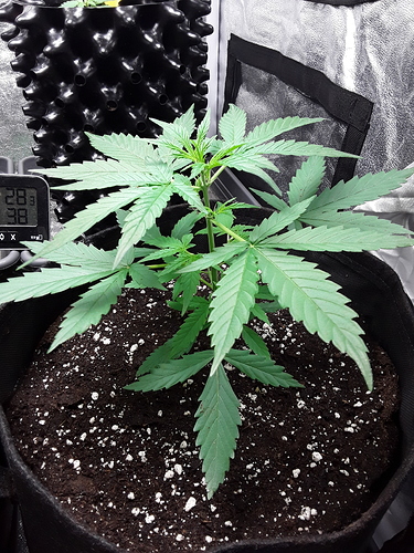 Growreport Bild 8