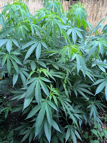 Growreport Bild 13