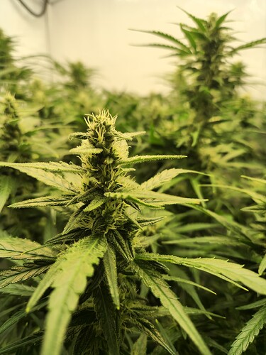 Growreport Bild 9