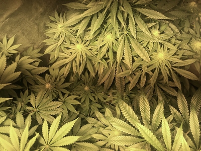 Growreport Bild 7