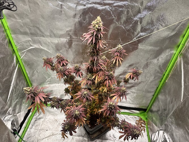 Growreport Bild 2
