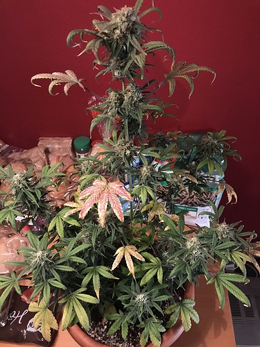 Growreport Bild 1