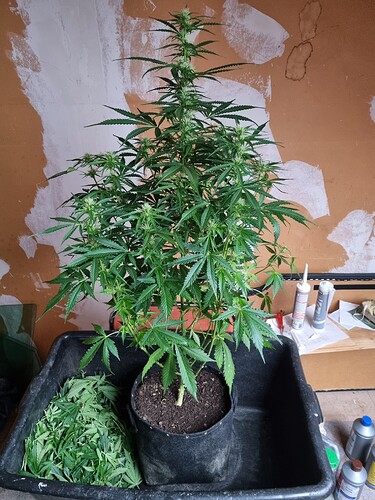 Growreport Bild 1